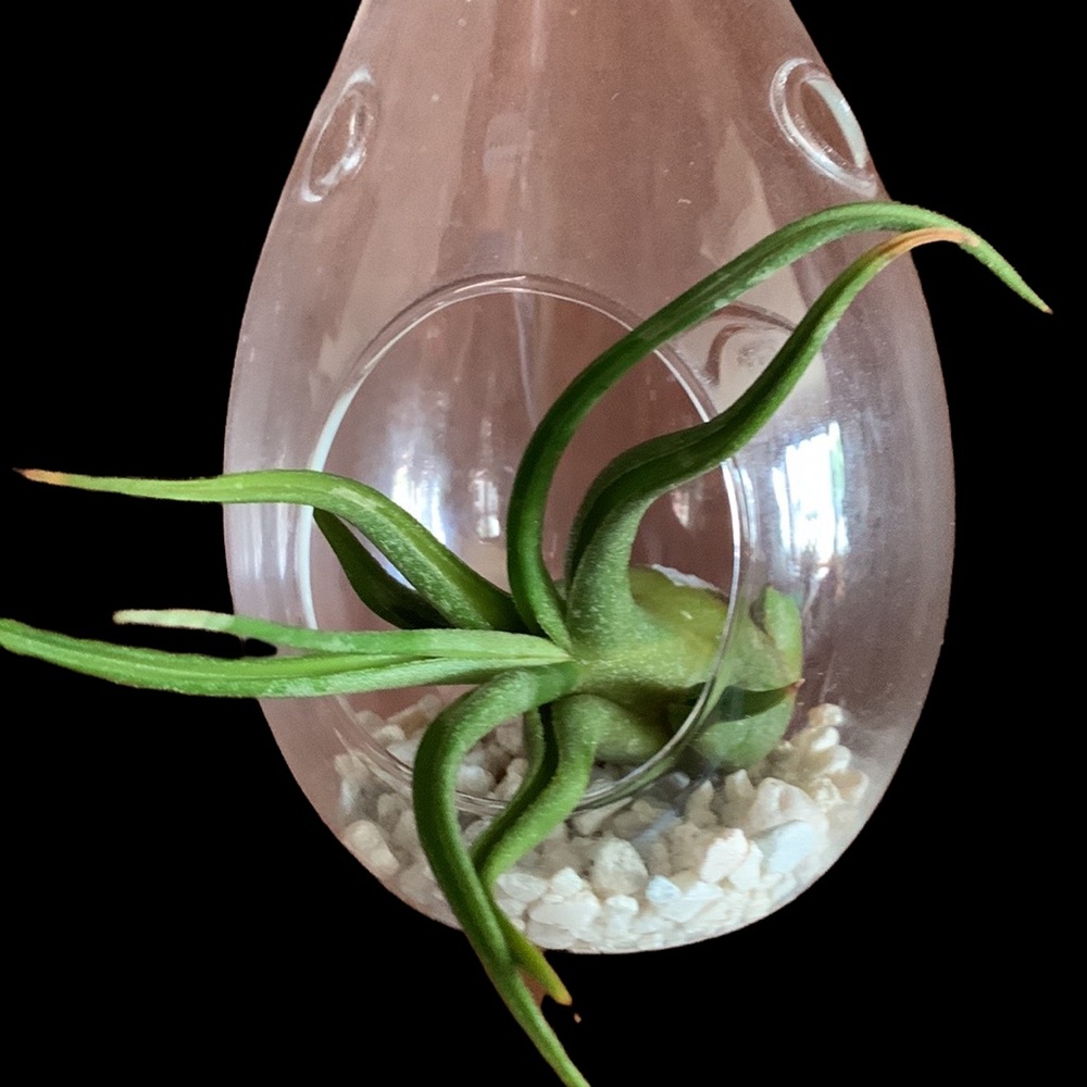 Air plant terrarium teardrop